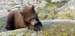 medvědi v České Kanadě